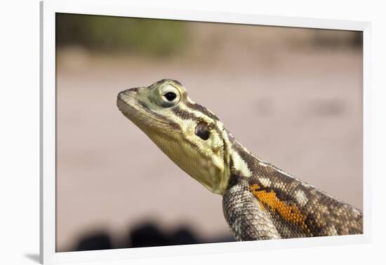 Female Common Agama Head (Agama Agama)-Reinhard Dirscherl-Framed Photographic Print