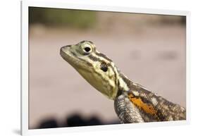 Female Common Agama Head (Agama Agama)-Reinhard Dirscherl-Framed Photographic Print