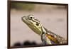 Female Common Agama Head (Agama Agama)-Reinhard Dirscherl-Framed Photographic Print