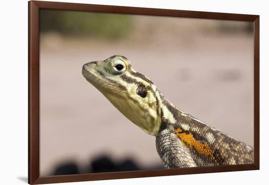 Female Common Agama Head (Agama Agama)-Reinhard Dirscherl-Framed Photographic Print