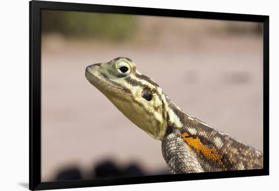 Female Common Agama Head (Agama Agama)-Reinhard Dirscherl-Framed Photographic Print