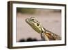 Female Common Agama Head (Agama Agama)-Reinhard Dirscherl-Framed Photographic Print