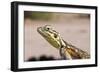 Female Common Agama Head (Agama Agama)-Reinhard Dirscherl-Framed Photographic Print