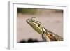 Female Common Agama Head (Agama Agama)-Reinhard Dirscherl-Framed Photographic Print