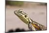 Female Common Agama Head (Agama Agama)-Reinhard Dirscherl-Mounted Photographic Print