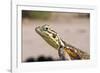 Female Common Agama Head (Agama Agama)-Reinhard Dirscherl-Framed Photographic Print