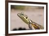 Female Common Agama Head (Agama Agama)-Reinhard Dirscherl-Framed Photographic Print