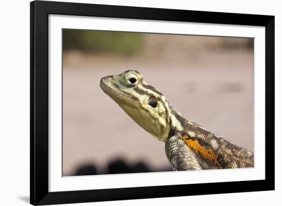 Female Common Agama Head (Agama Agama)-Reinhard Dirscherl-Framed Photographic Print