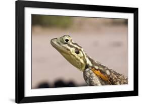 Female Common Agama Head (Agama Agama)-Reinhard Dirscherl-Framed Photographic Print