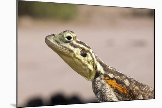 Female Common Agama Head (Agama Agama)-Reinhard Dirscherl-Mounted Photographic Print