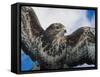 Female Common Buzzard with Wings Outstretched, Scotland-Niall Benvie-Framed Stretched Canvas