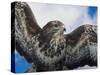 Female Common Buzzard with Wings Outstretched, Scotland-Niall Benvie-Stretched Canvas