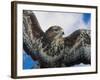 Female Common Buzzard with Wings Outstretched, Scotland-Niall Benvie-Framed Photographic Print