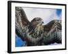 Female Common Buzzard with Wings Outstretched, Scotland-Niall Benvie-Framed Photographic Print