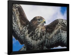 Female Common Buzzard with Wings Outstretched, Scotland-Niall Benvie-Framed Photographic Print