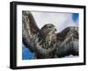 Female Common Buzzard with Wings Outstretched, Scotland-Niall Benvie-Framed Photographic Print