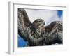 Female Common Buzzard with Wings Outstretched, Scotland-Niall Benvie-Framed Photographic Print