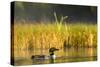 Female Common Loon Bird with Newborn Chick on Beaver Lake, Whitefish, Montana, USA-Chuck Haney-Stretched Canvas