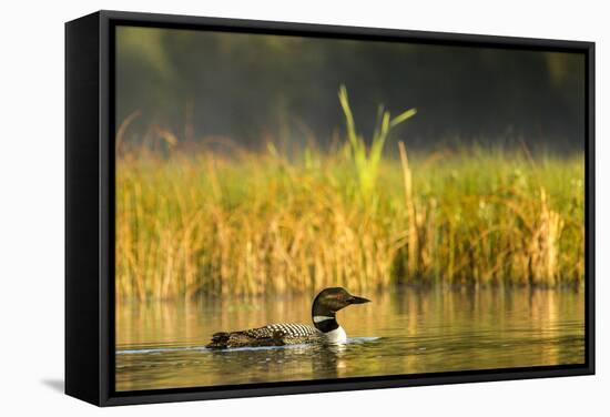 Female Common Loon Bird with Newborn Chick on Beaver Lake, Whitefish, Montana, USA-Chuck Haney-Framed Stretched Canvas