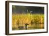 Female Common Loon Bird with Newborn Chick on Beaver Lake, Whitefish, Montana, USA-Chuck Haney-Framed Photographic Print