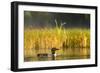 Female Common Loon Bird with Newborn Chick on Beaver Lake, Whitefish, Montana, USA-Chuck Haney-Framed Photographic Print