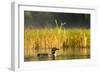 Female Common Loon Bird with Newborn Chick on Beaver Lake, Whitefish, Montana, USA-Chuck Haney-Framed Photographic Print