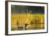 Female Common Loon Bird with Newborn Chick on Beaver Lake, Whitefish, Montana, USA-Chuck Haney-Framed Photographic Print