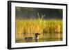 Female Common Loon Bird with Newborn Chick on Beaver Lake, Whitefish, Montana, USA-Chuck Haney-Framed Photographic Print