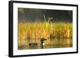 Female Common Loon Bird with Newborn Chick on Beaver Lake, Whitefish, Montana, USA-Chuck Haney-Framed Photographic Print