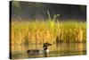 Female Common Loon Bird with Newborn Chick on Beaver Lake, Whitefish, Montana, USA-Chuck Haney-Stretched Canvas