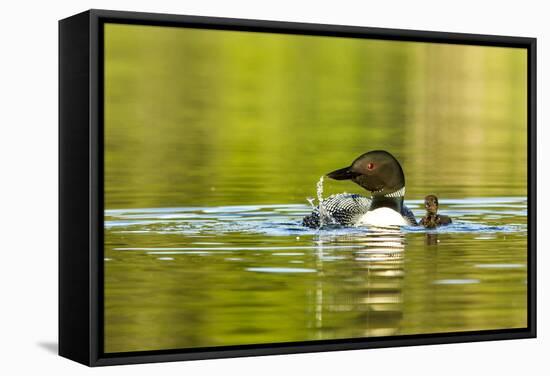 Female Common Loon Bird with Newborn Chick on Beaver Lake, Whitefish, Montana, USA-Chuck Haney-Framed Stretched Canvas