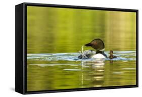 Female Common Loon Bird with Newborn Chick on Beaver Lake, Whitefish, Montana, USA-Chuck Haney-Framed Stretched Canvas