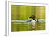 Female Common Loon Bird with Newborn Chick on Beaver Lake, Whitefish, Montana, USA-Chuck Haney-Framed Photographic Print