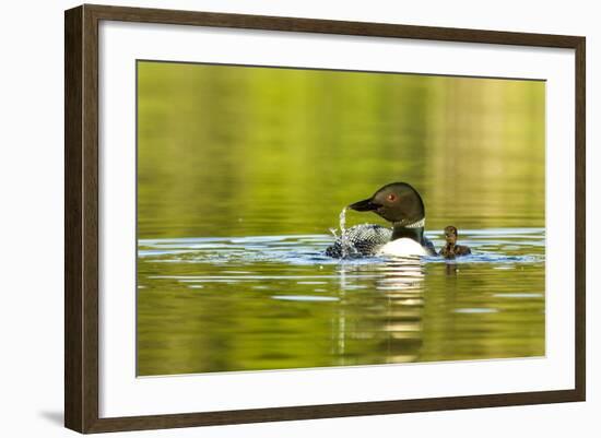 Female Common Loon Bird with Newborn Chick on Beaver Lake, Whitefish, Montana, USA-Chuck Haney-Framed Photographic Print