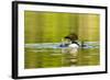 Female Common Loon Bird with Newborn Chick on Beaver Lake, Whitefish, Montana, USA-Chuck Haney-Framed Photographic Print