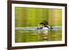 Female Common Loon Bird with Newborn Chick on Beaver Lake, Whitefish, Montana, USA-Chuck Haney-Framed Photographic Print