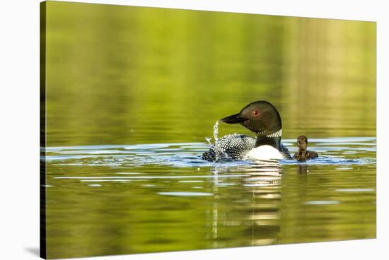 Female Common Loon Bird with Newborn Chick on Beaver Lake, Whitefish, Montana, USA-Chuck Haney-Stretched Canvas