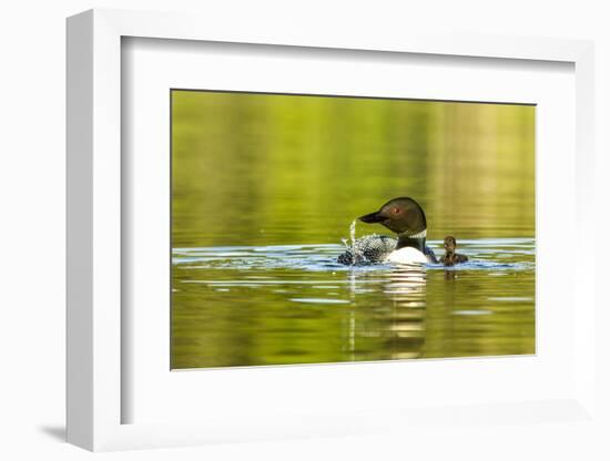 Female Common Loon Bird with Newborn Chick on Beaver Lake, Whitefish, Montana, USA-Chuck Haney-Framed Photographic Print