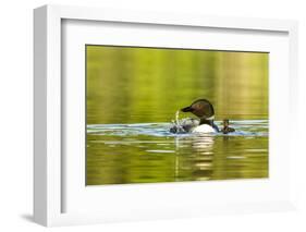 Female Common Loon Bird with Newborn Chick on Beaver Lake, Whitefish, Montana, USA-Chuck Haney-Framed Photographic Print