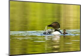 Female Common Loon Bird with Newborn Chick on Beaver Lake, Whitefish, Montana, USA-Chuck Haney-Mounted Photographic Print