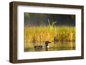 Female Common Loon Bird with Newborn Chick on Beaver Lake, Whitefish, Montana, USA-Chuck Haney-Framed Photographic Print