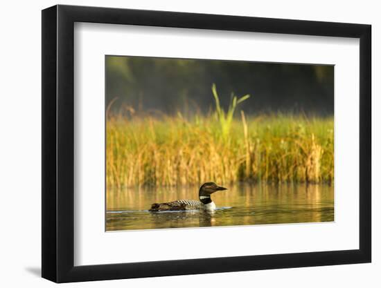 Female Common Loon Bird with Newborn Chick on Beaver Lake, Whitefish, Montana, USA-Chuck Haney-Framed Photographic Print