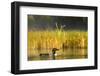 Female Common Loon Bird with Newborn Chick on Beaver Lake, Whitefish, Montana, USA-Chuck Haney-Framed Photographic Print