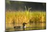 Female Common Loon Bird with Newborn Chick on Beaver Lake, Whitefish, Montana, USA-Chuck Haney-Mounted Photographic Print