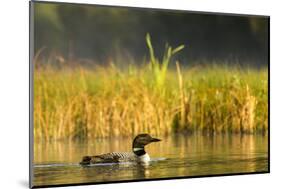 Female Common Loon Bird with Newborn Chick on Beaver Lake, Whitefish, Montana, USA-Chuck Haney-Mounted Photographic Print