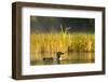 Female common loon with newborn chick on Beaver Lake near Whitefish, Montana, USA-Chuck Haney-Framed Photographic Print