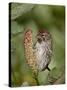 Female Common Redpoll (Carduelis Flammea), Archangel Pass, Alaska, United States of America, North -James Hager-Stretched Canvas