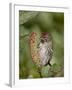 Female Common Redpoll (Carduelis Flammea), Archangel Pass, Alaska, United States of America, North -James Hager-Framed Photographic Print