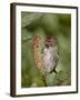 Female Common Redpoll (Carduelis Flammea), Archangel Pass, Alaska, United States of America, North -James Hager-Framed Photographic Print