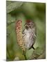 Female Common Redpoll (Carduelis Flammea), Archangel Pass, Alaska, United States of America, North -James Hager-Mounted Photographic Print